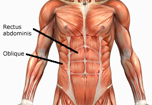 Разрабатываем мышцы rectus abdominis